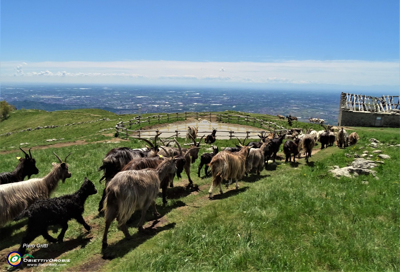 62 Capre orobiche di pascolo in pascolo in lunga fila.JPG